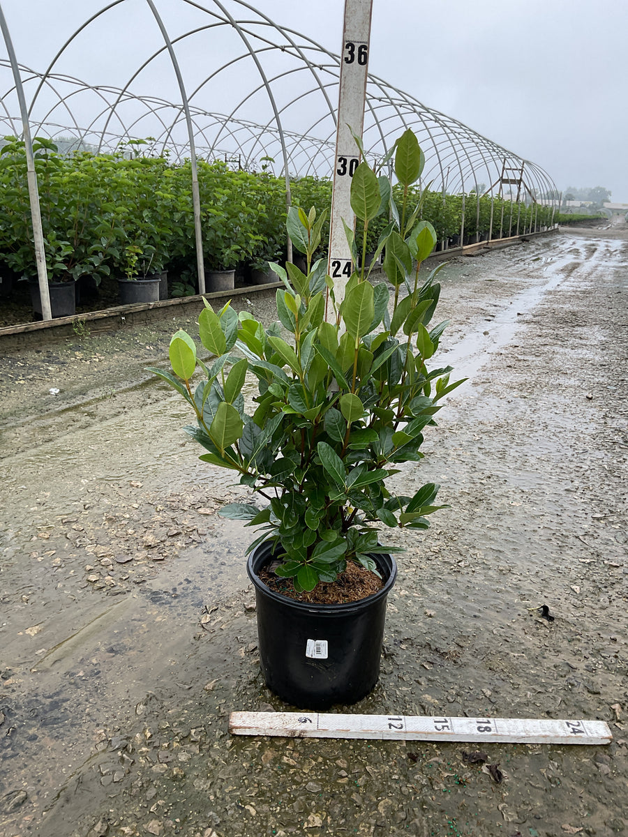 Viburnum nudum 'Winterthur'