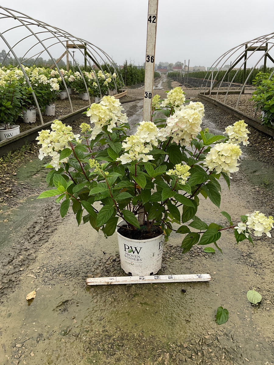 Hydrangea 'P Fire Light'
