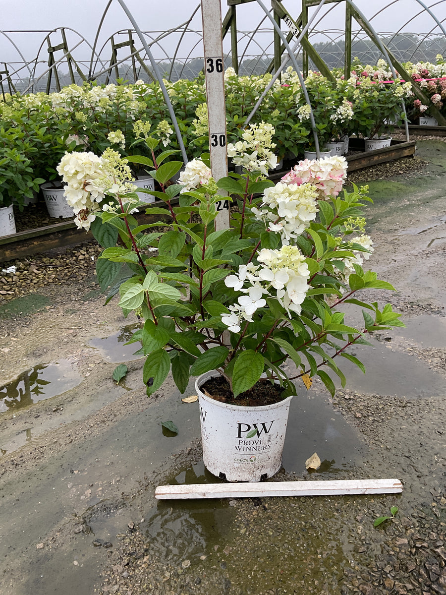 Hydrangea 'P Fire Light'