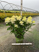 Hydrangea 'P Ruby Snow'