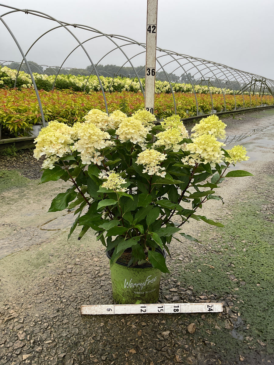 Hydrangea 'P Ruby Snow'