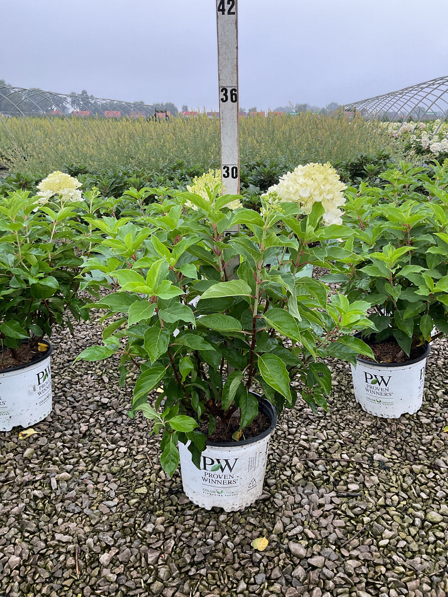 Hydrangea 'P Puffer Fish'