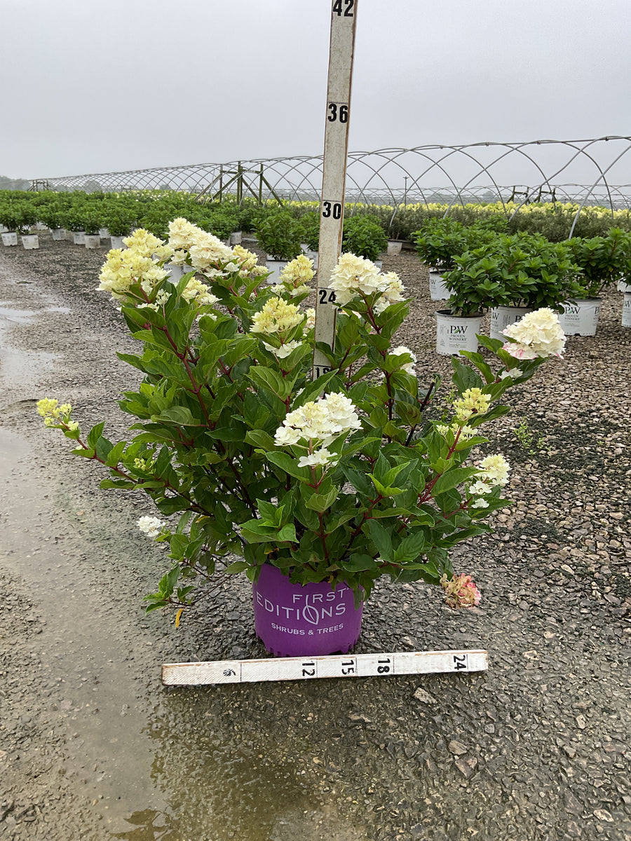 Hydrangea paniculata 'Spring Sizzle’ (Bailpanthree)