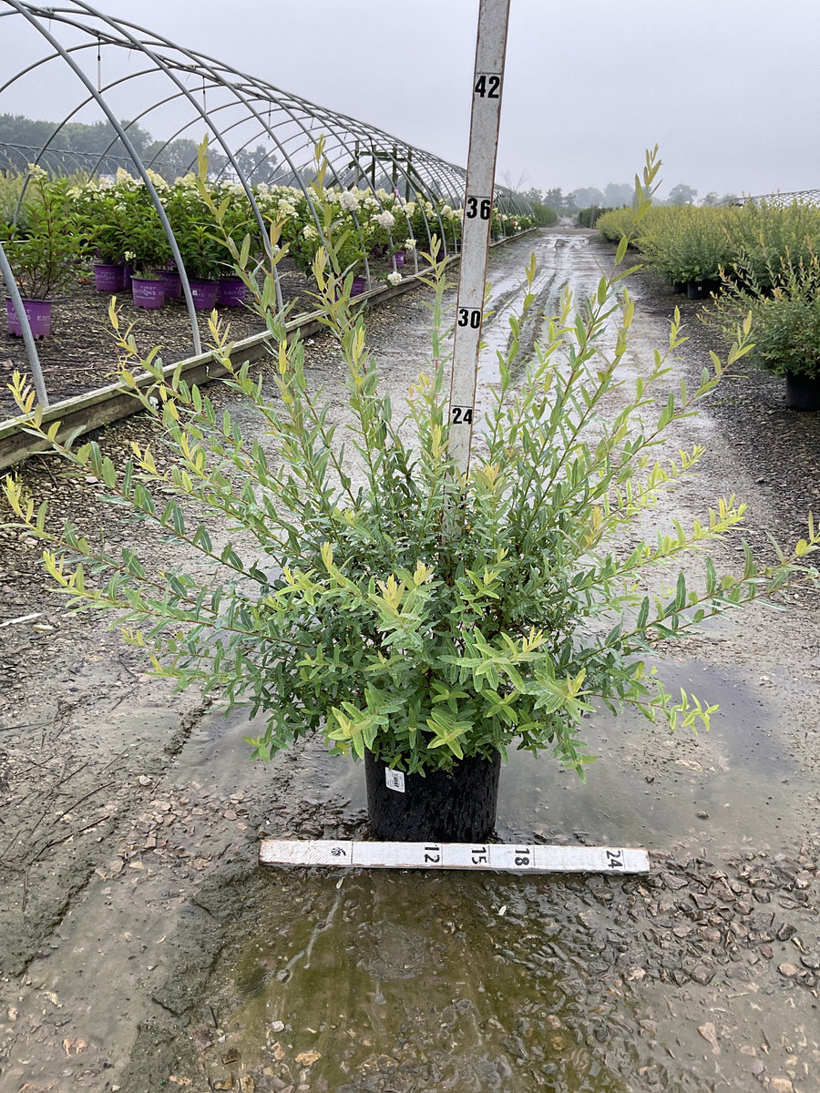 Salix integra 'Hakuro Nishiki'