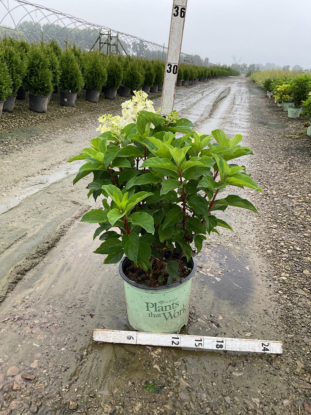 Hydrangea paniculata 'Bailpantwo'