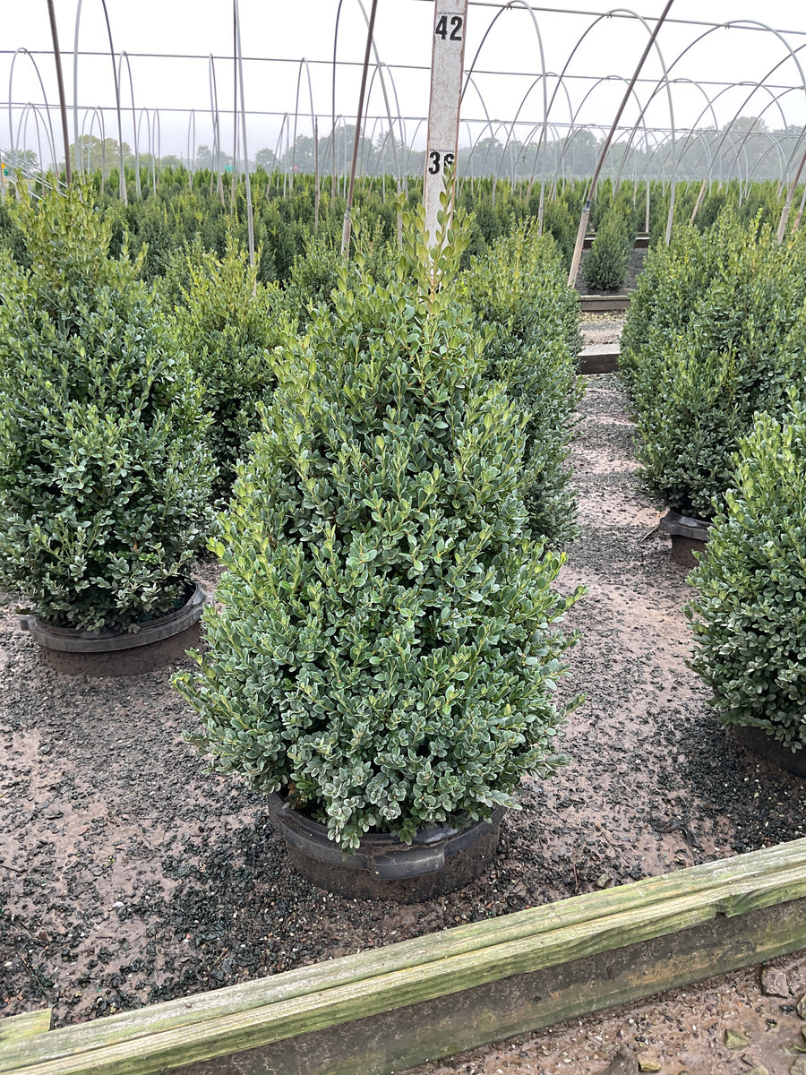 Buxus microphylla 'Green Mountain'