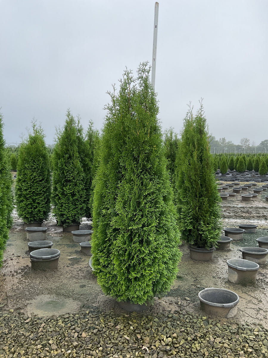 Thuja occidentalis Private Jet  'King of Brabant'