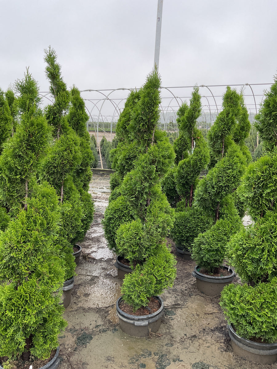 Thuja occidentalis 'Smaragd'