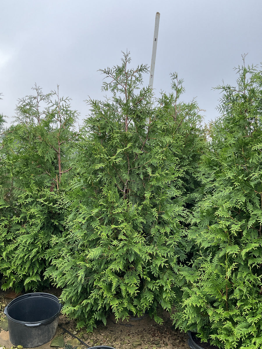 Thuja plicata 'Green Giant'