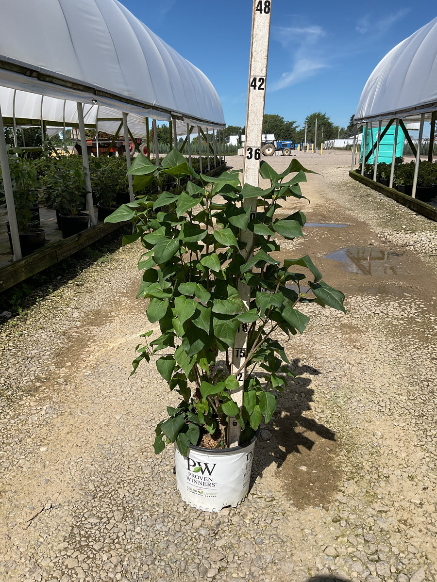 Syringa x 'Scentara Double Blue'