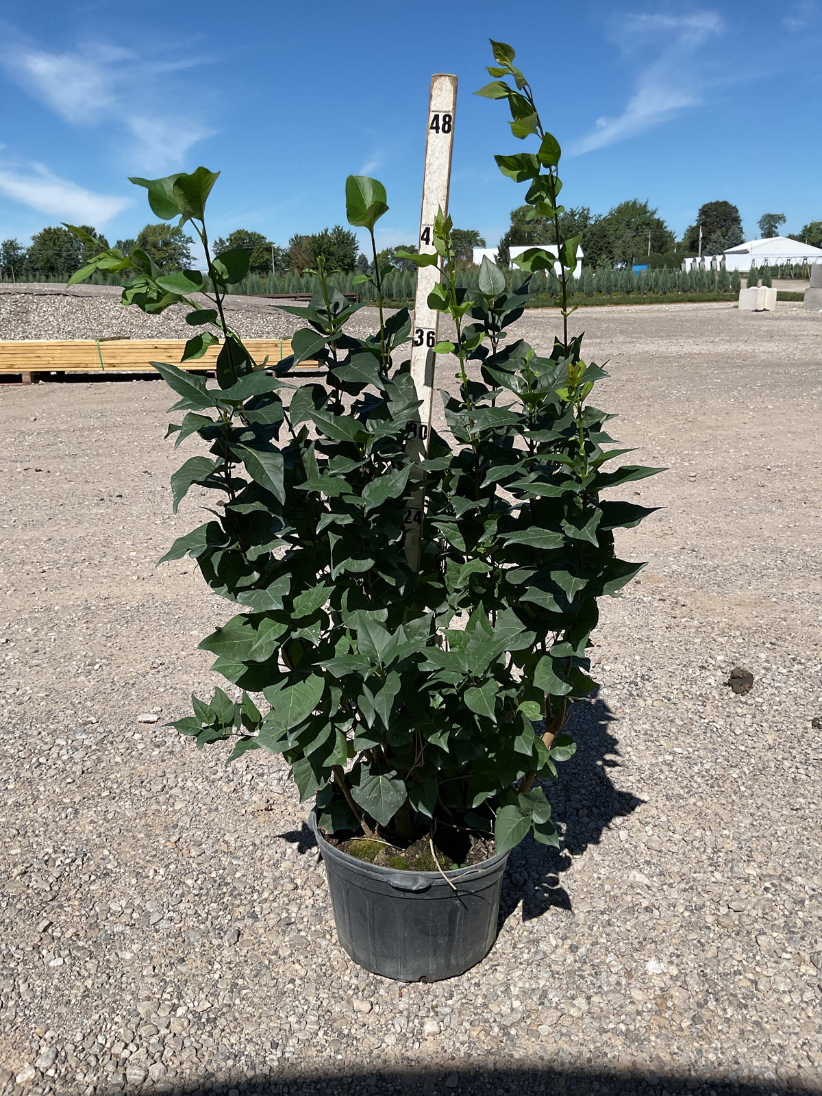 Syringa x hyacinthiflora 'Declaration'