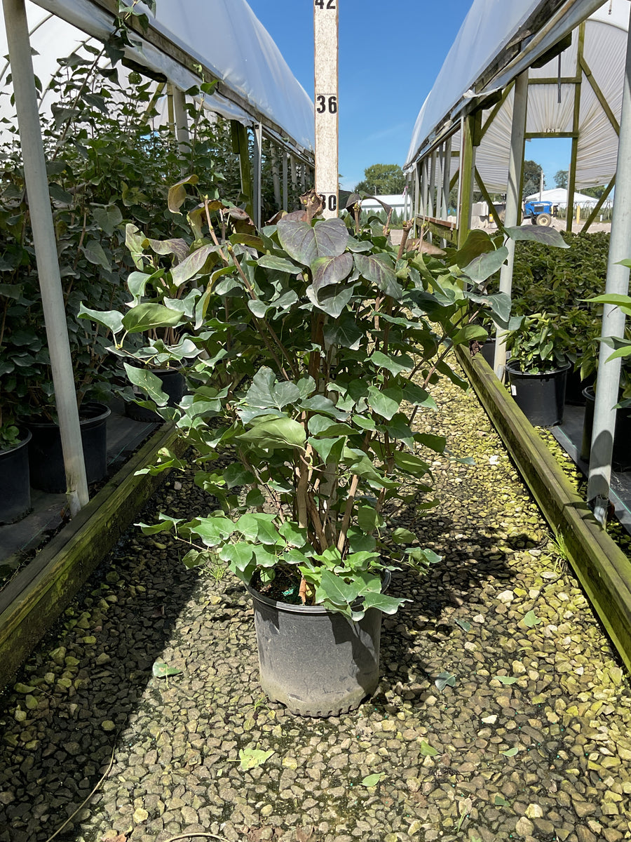 Syringa 'New Age White'