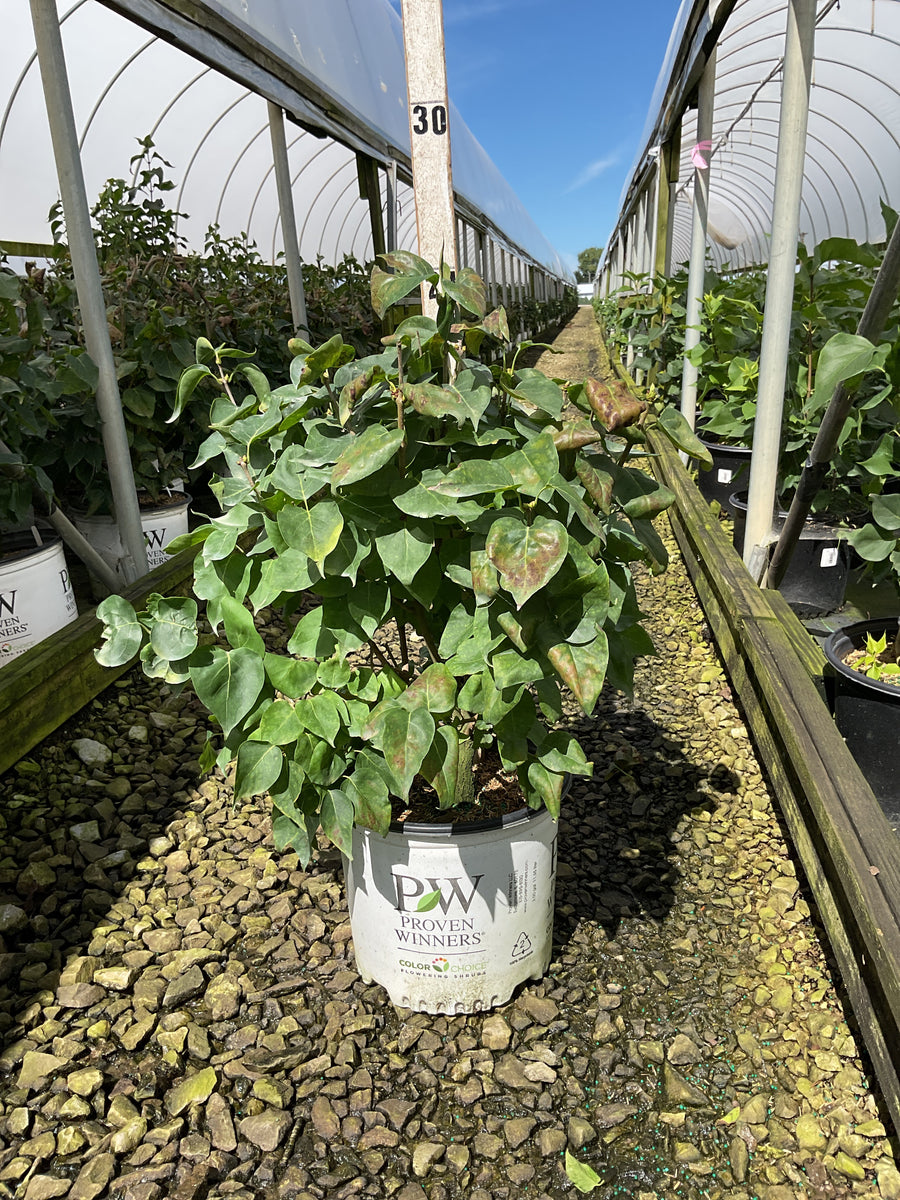 Syringa x hyacin. 'Scentara Pura'