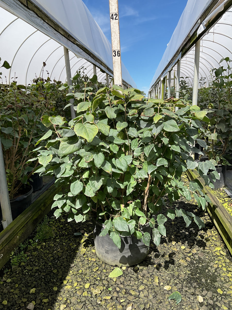 Syringa vulgaris