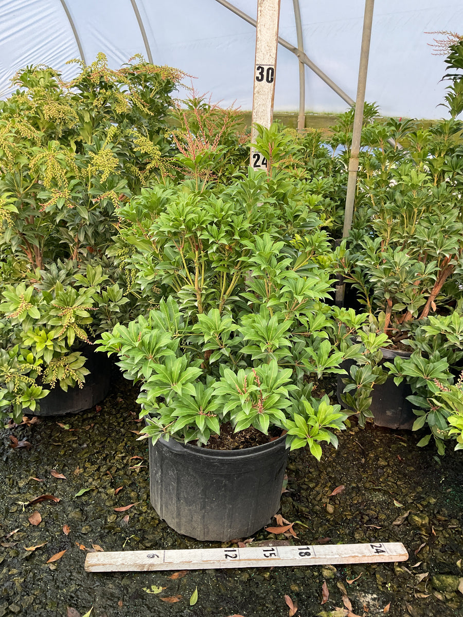 Pieris japonica 'Mountain Fire'