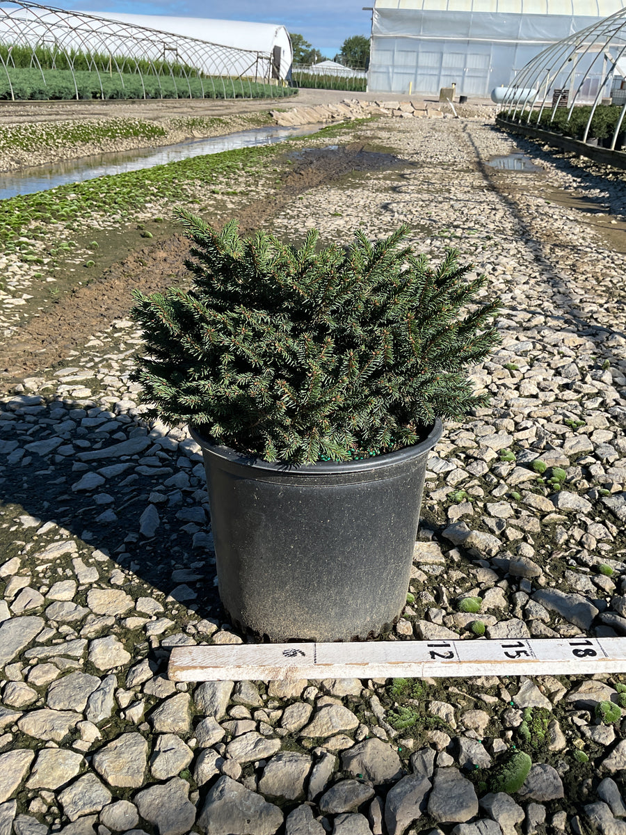 Picea abies 'Pumila'