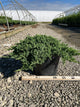 Juniperus chinensis 'Nana'