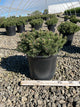 Pinus mugo 'Enci'