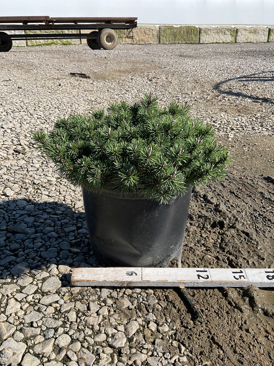 Pinus mugo ‘Slowmound’