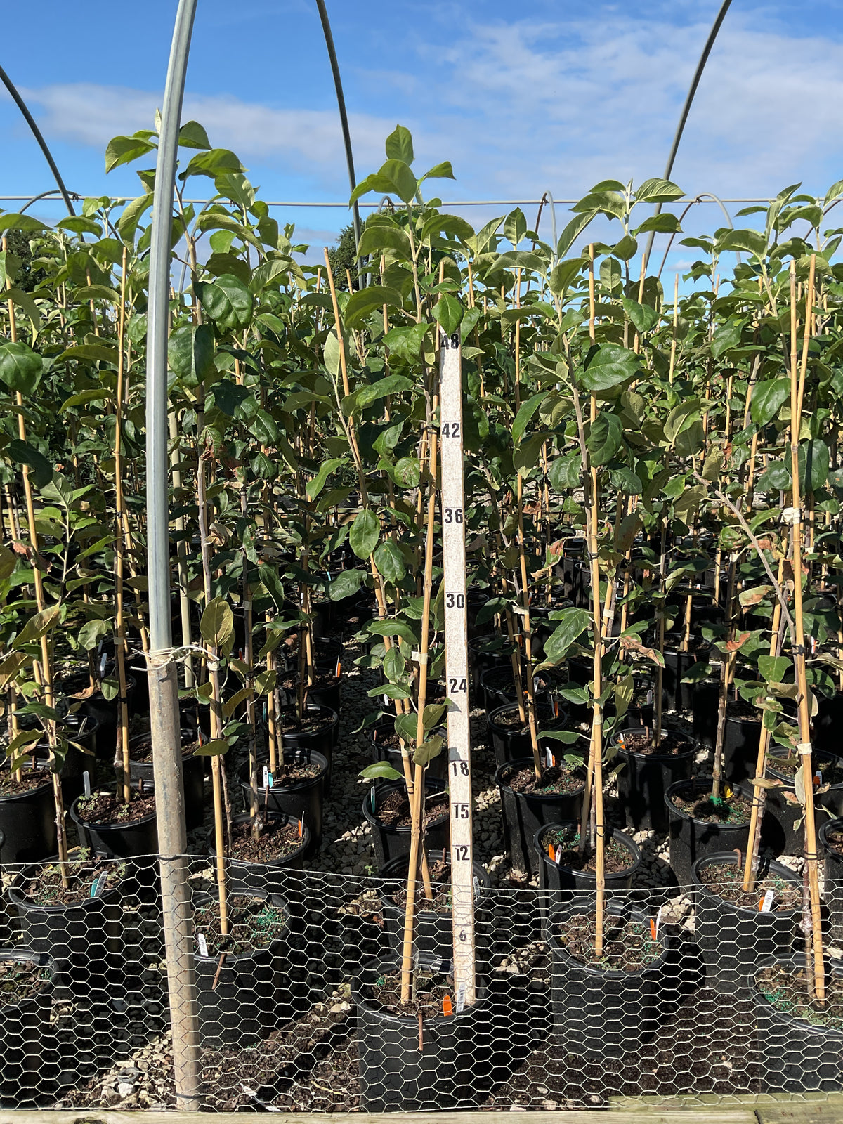 Malus 'Fruit Cortland'