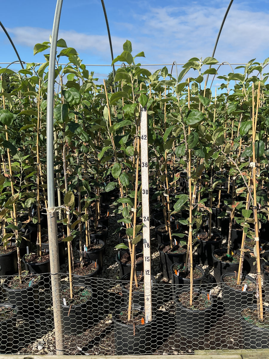 Malus 'Fruit Cortland'