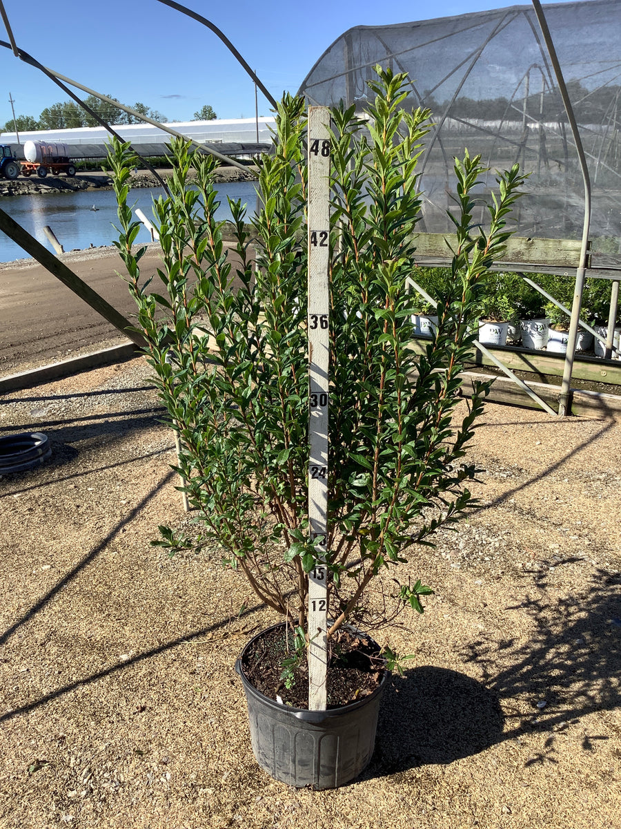 Rhododendron viscosum
