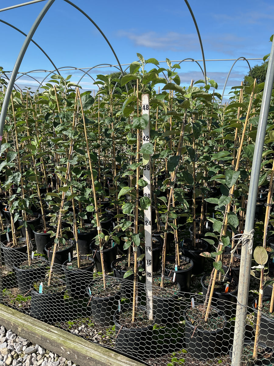 Malus 'Fruit McIntosh'