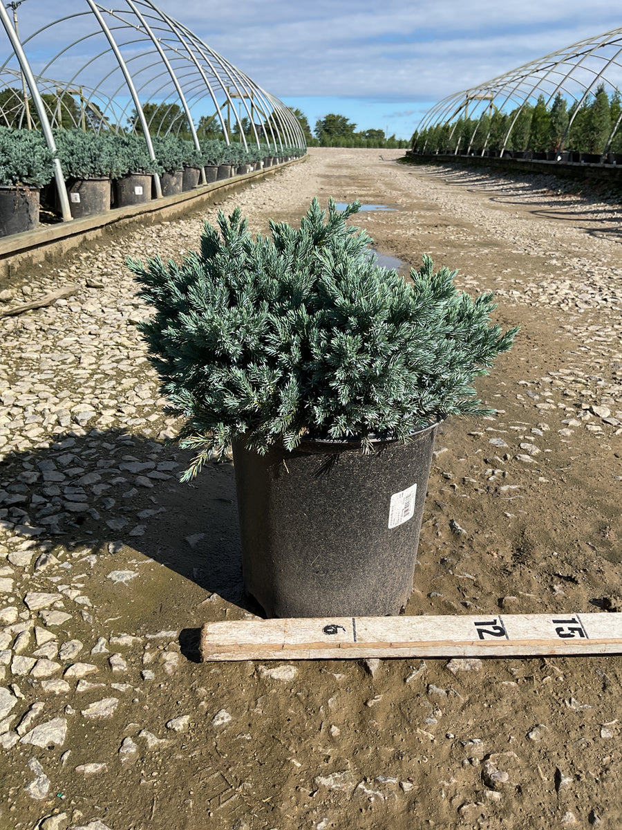 Juniperus squamata 'Blue Star'