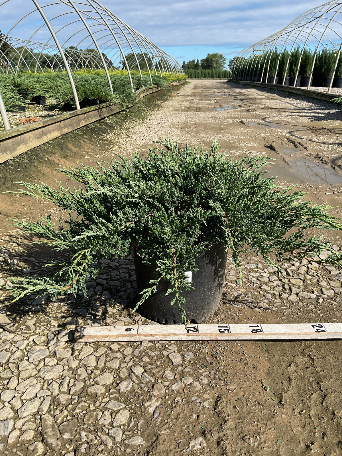 Juniperus chinensis 'Sargentii'