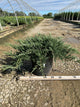 Juniperus chinensis 'Sargentii'