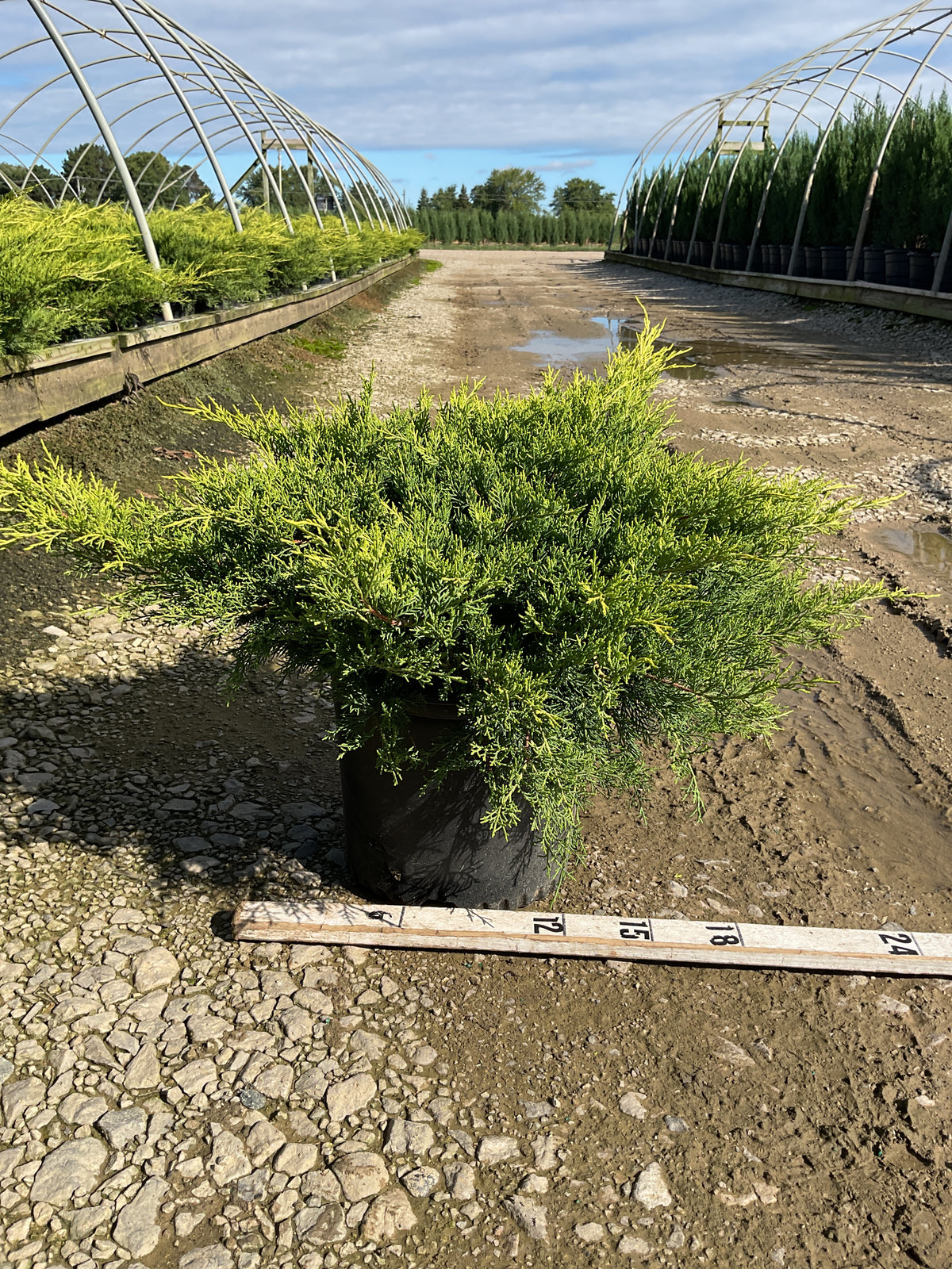 Juniperus chinensis 'Old Gold'