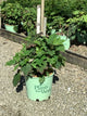 Hydrangea quercifolia 'Ruby Slippers'
