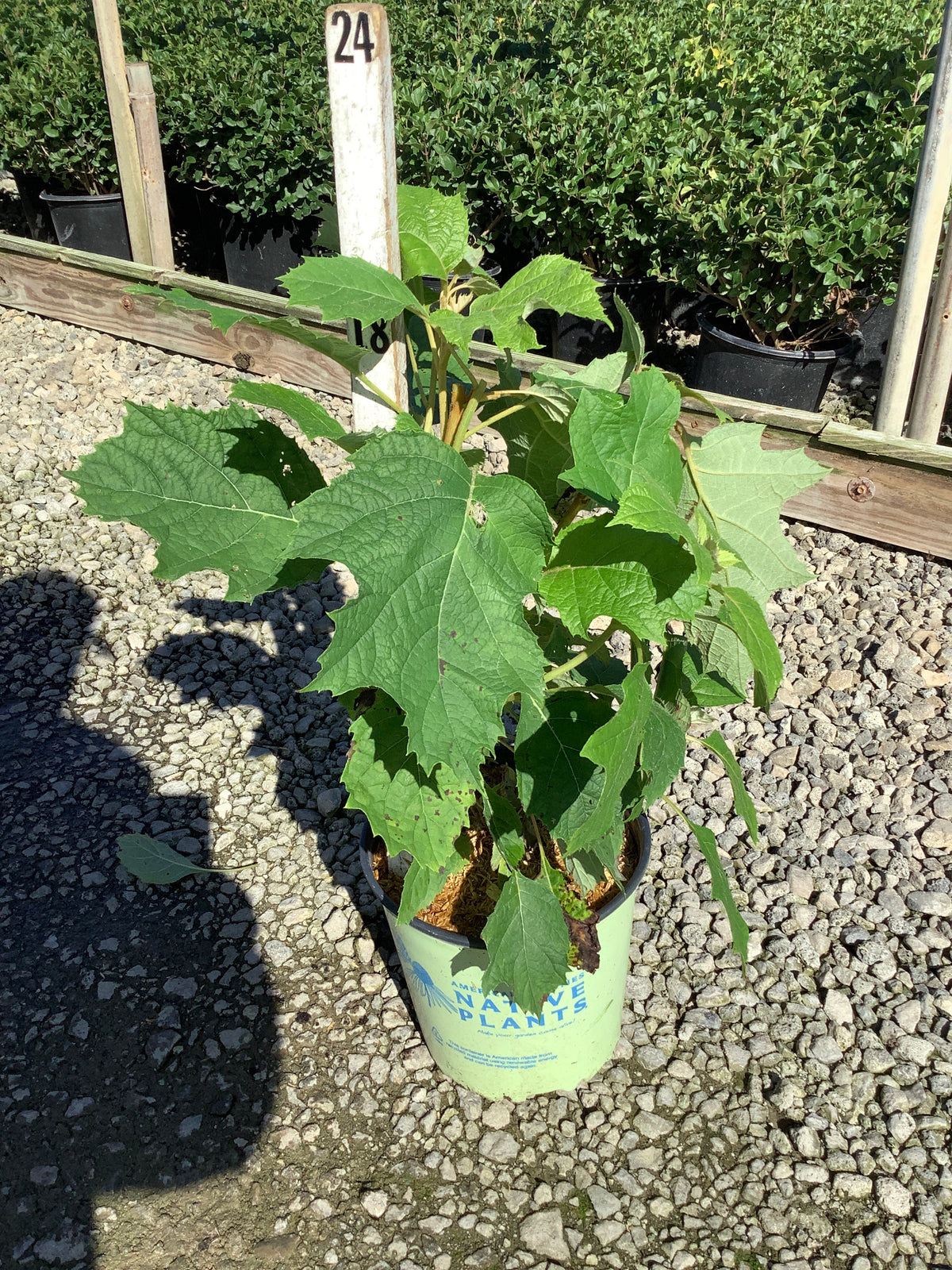 Hydrangea quercifolia 'Pee Wee'