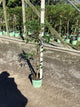 Wisteria macrostachya 'Blue Moon'