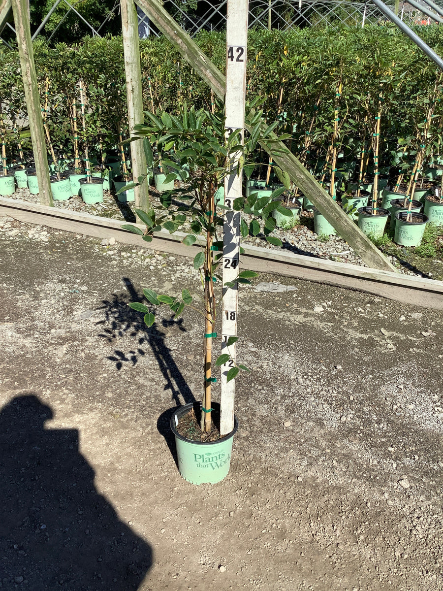 Wisteria macrostachya 'Blue Moon'