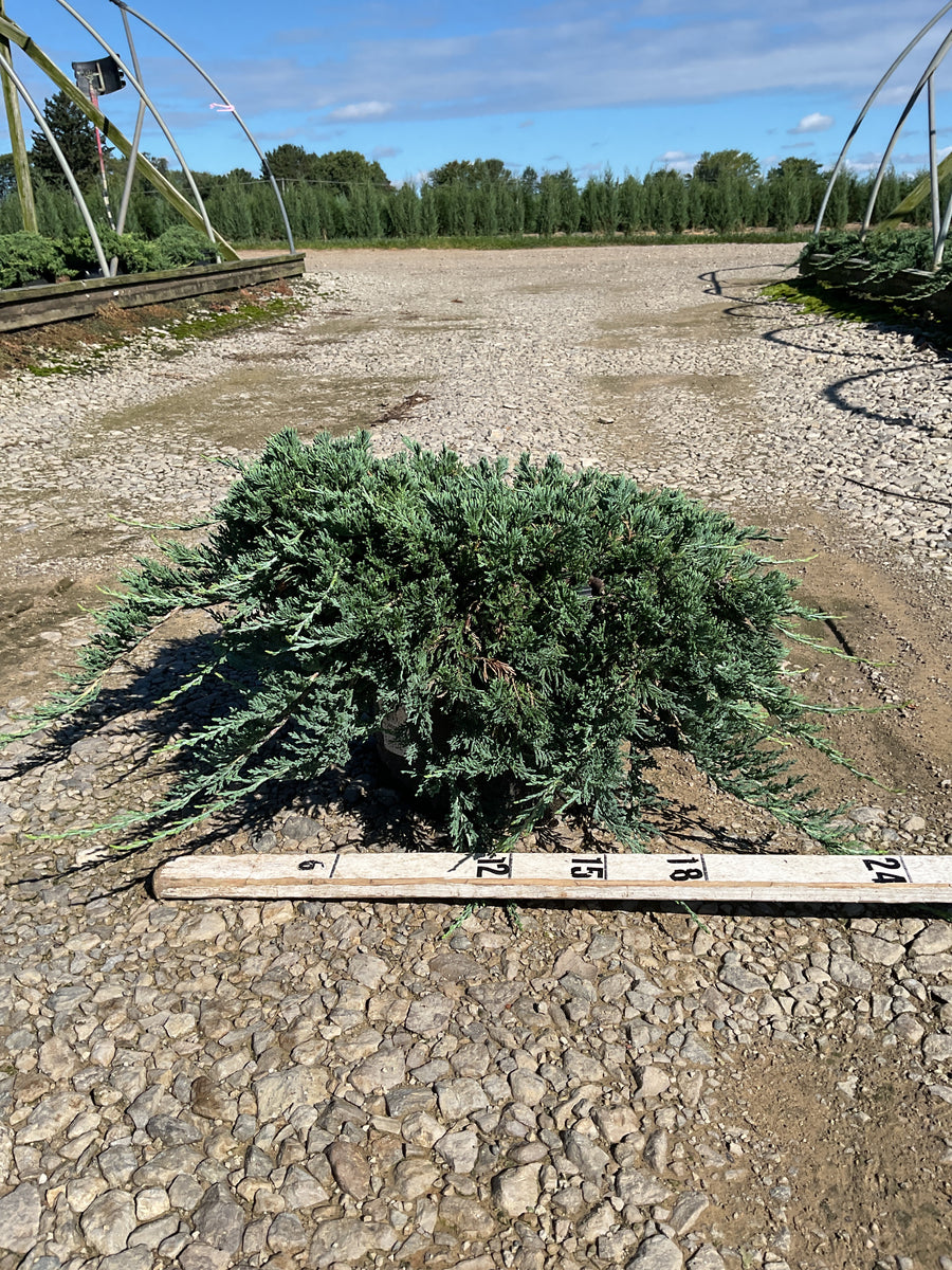 Juniperus horizontalis 'Wiltoni'