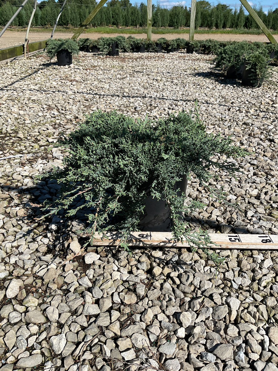 Juniperus horizontalis 'Wiltoni'
