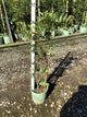 Wisteria macrostachya 'Blue Moon'