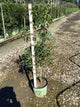 Wisteria macrostachya 'Blue Moon'