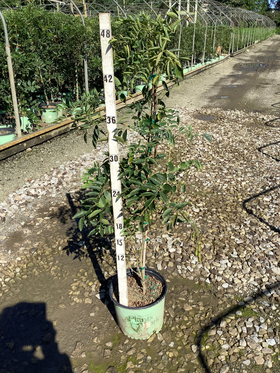 Wisteria macrostachya 'Blue Moon'