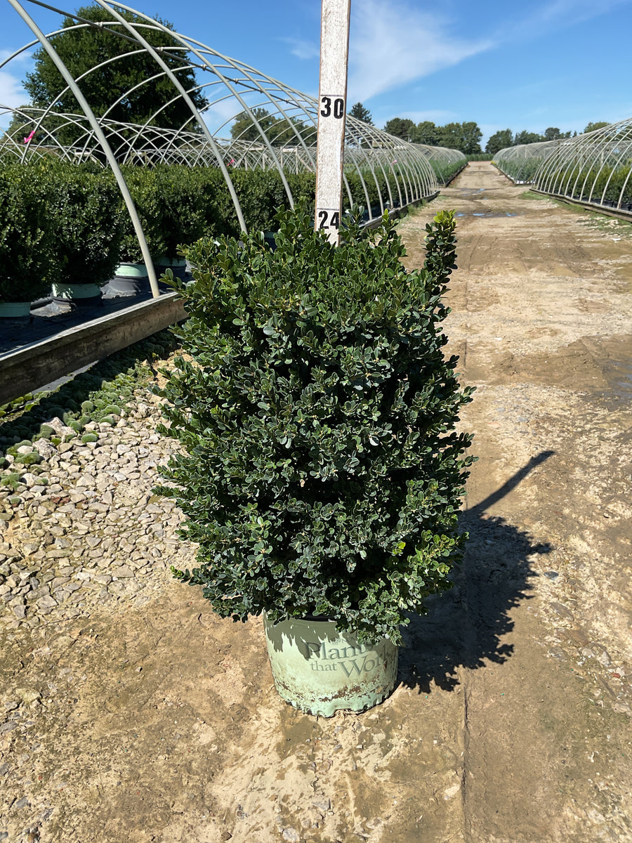 Buxus x 'Cranberry Creek'