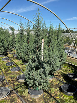 Juniperus x Star Power (‘J.N. Select Blue’)