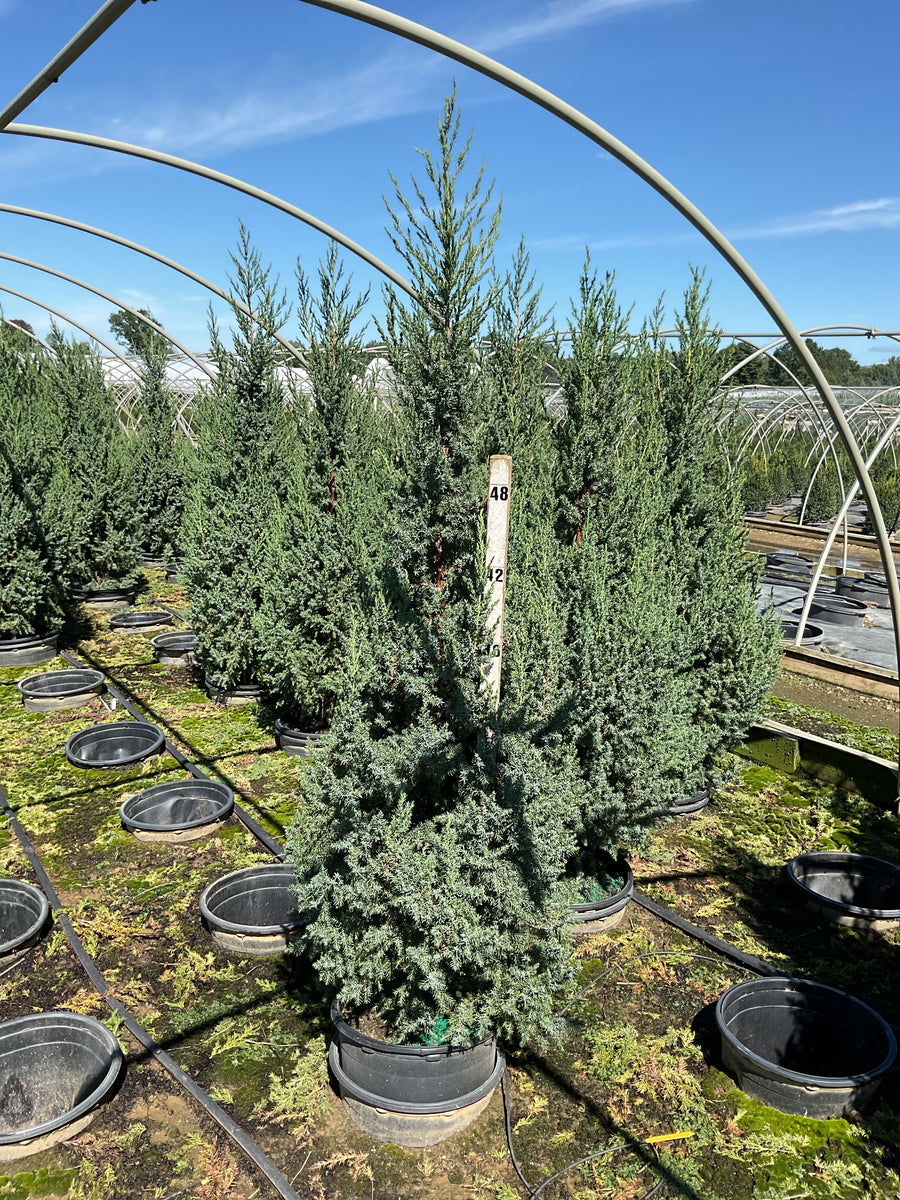 Juniperus x Star Power (‘J.N. Select Blue’)