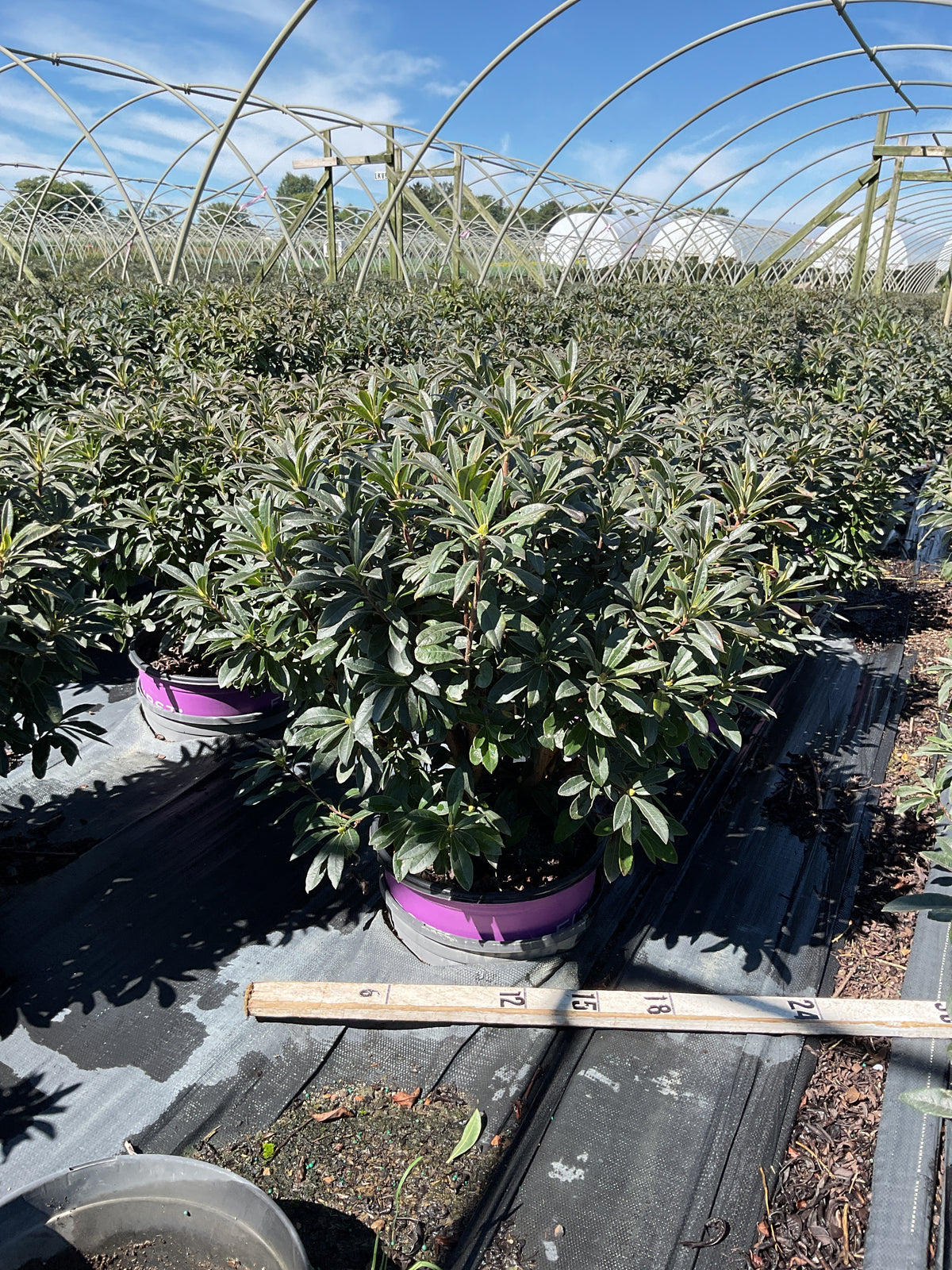 Rhododendron ‘UMNAZ 502’