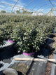Rhododendron ‘UMNAZ 502’