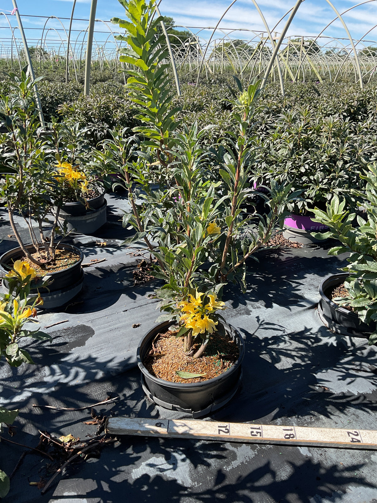 Azalea 'Exbury Lemon Lights'