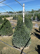 Buxus microphylla 'Green Mountain'