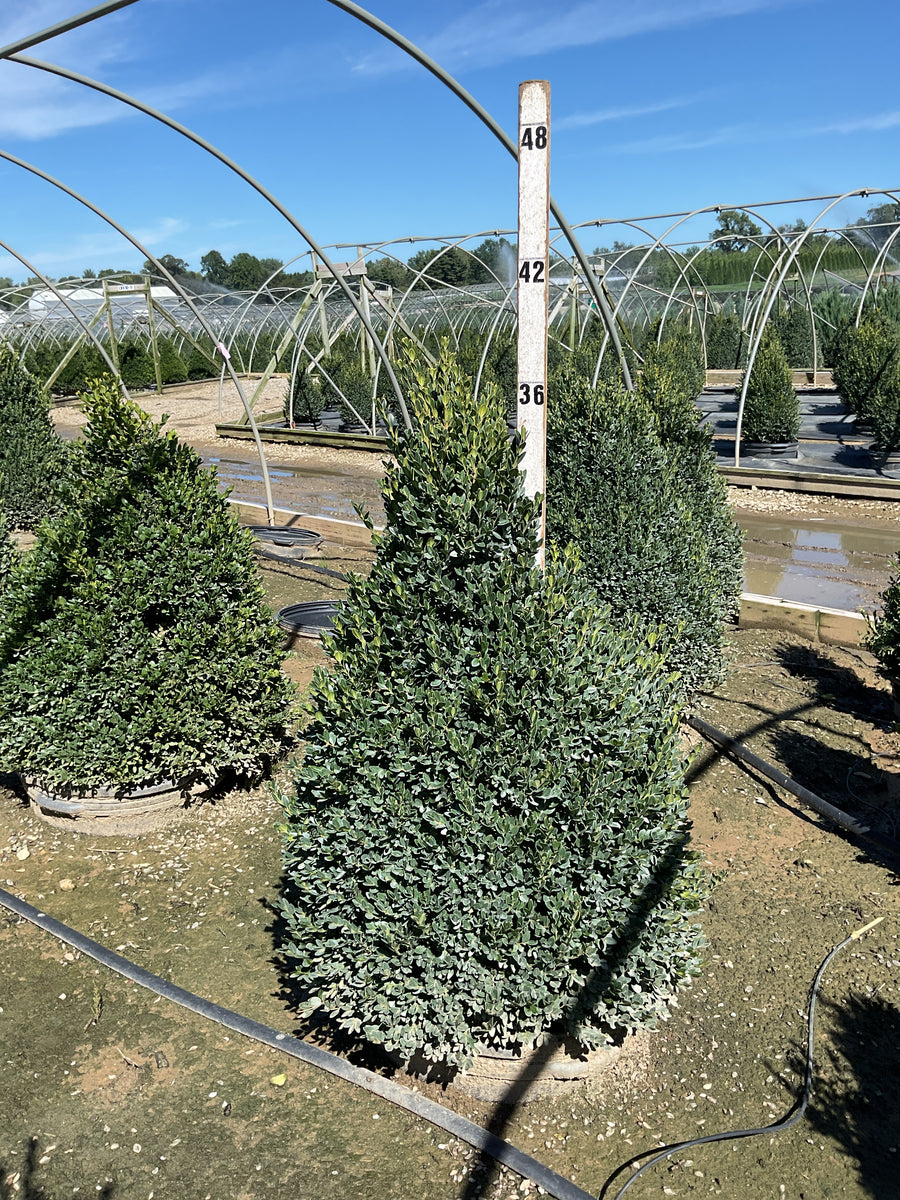 Buxus microphylla 'Green Mountain'