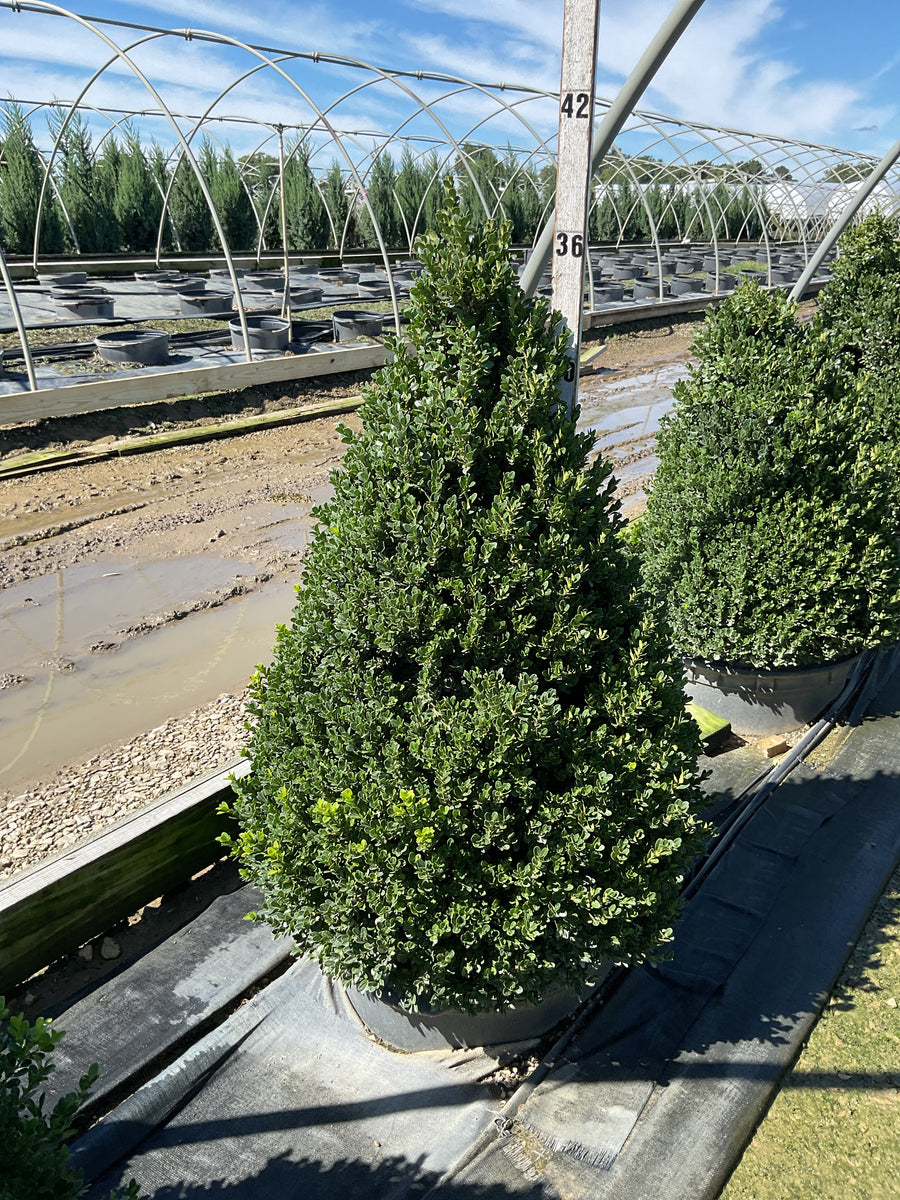 Buxus x 'Cranberry Creek'