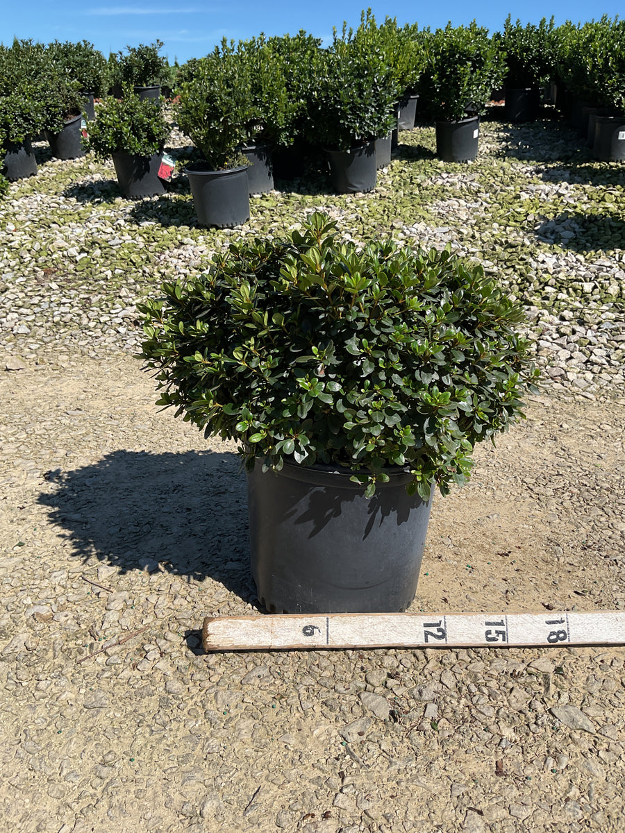 Azalea hino 'Crimson'